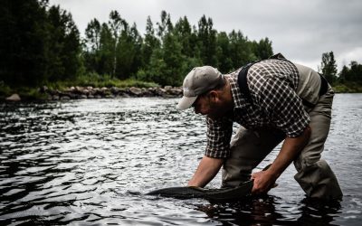 Nu kan företag och organisationer bli laxskyddare