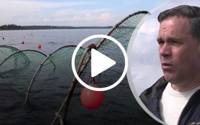 TV4: Östersjölaxen kan räddas i unikt fiskeprojekt