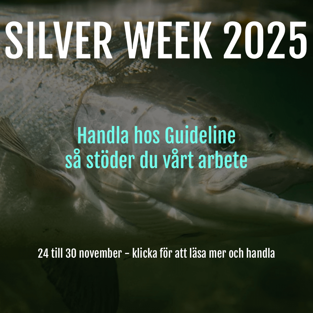 banner-ny-guidelinel